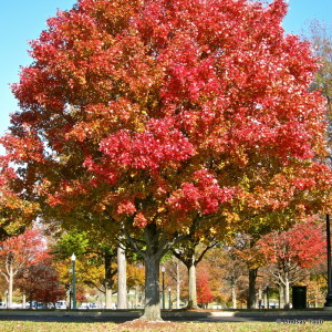 Fall Foliage in Keeneland