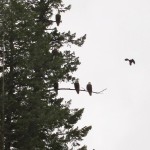 Bald Eagles Fishing for Kokanee, Lake Coeur d'Alene