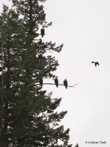 Bald Eagles Fishing for Kokanee, Lake Coeur d'Alene