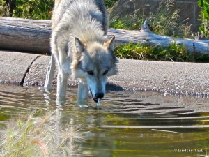 Yellowstone-Voyage-Vixens-Lindsay-Taub-001