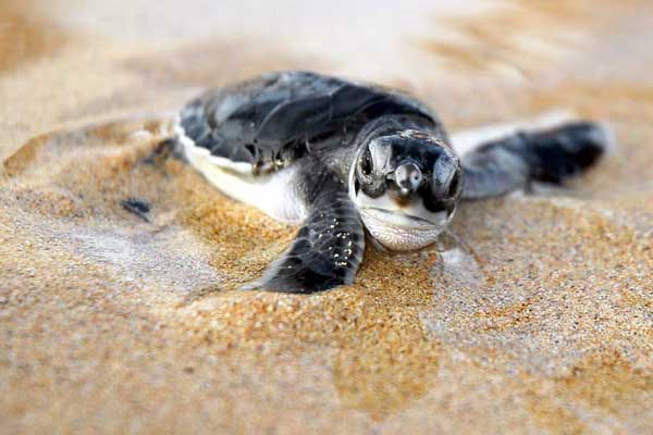 Baby Turtle Release: SEE Turtles Billion Baby Campaign