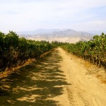 Pisco Porton vineyards, Ica Valley