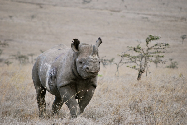 black rhino conservation Archives