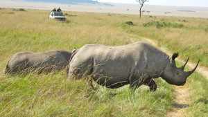 World Rhino Day 2013