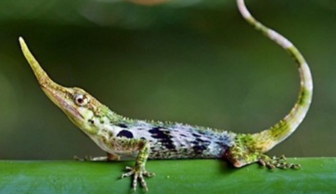 Elusive Pinocchio Lizard found in Ecuador's Cloud Forest