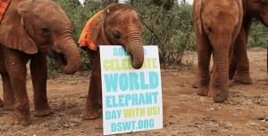 World-Elephant-Day-2014