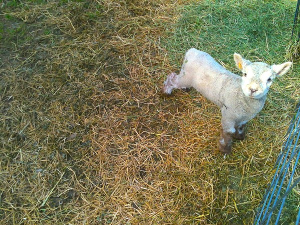 Baby goat in Mendocino at Navarro Vineyards