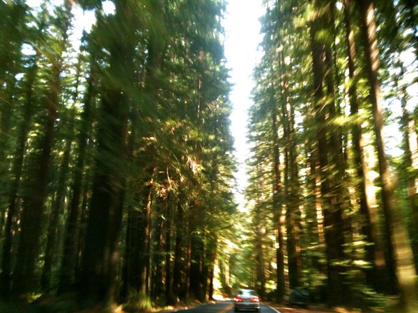 Redwood Trees CAR