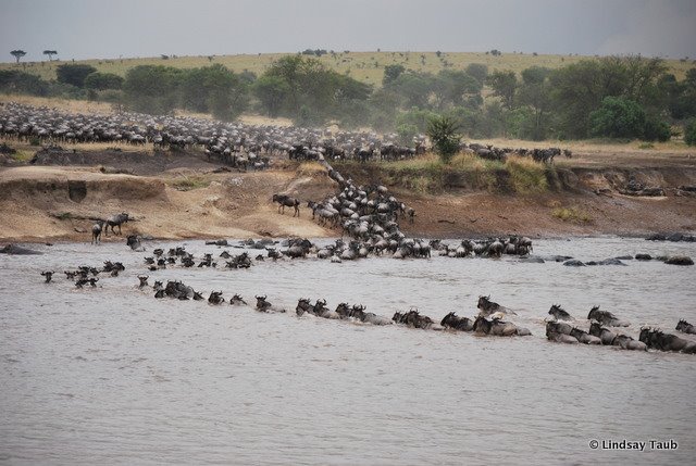 Great Migration Serengeti Photo Lindsay Taub