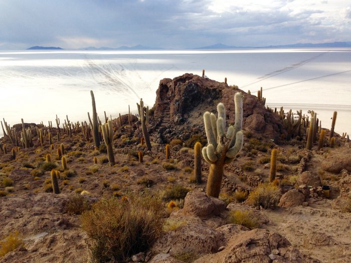 Cactus Island salt flats bolivia